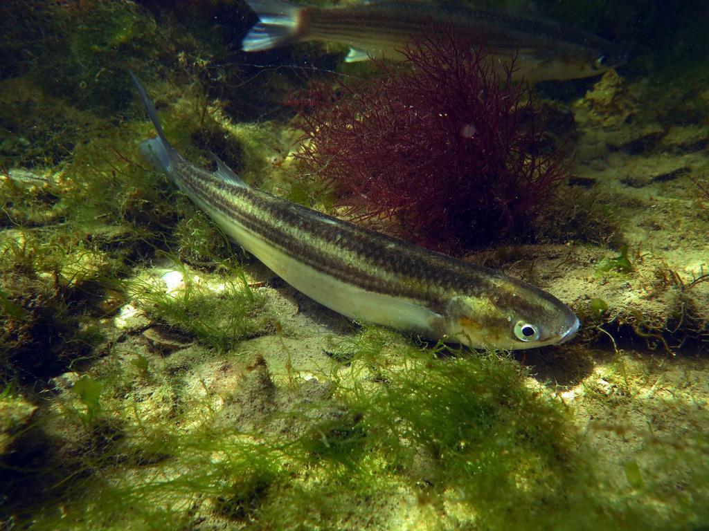 Tenuta Lio Maggiore Lido di Jesolo