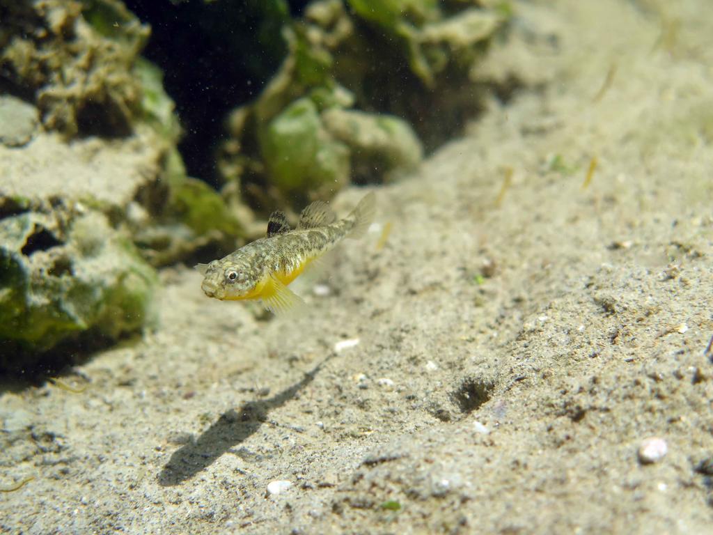 Apartment Tenuta Lio Maggiore *