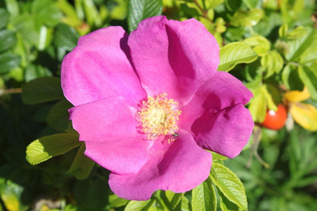 Apartment Tenuta Lio Maggiore Lido di Jesolo