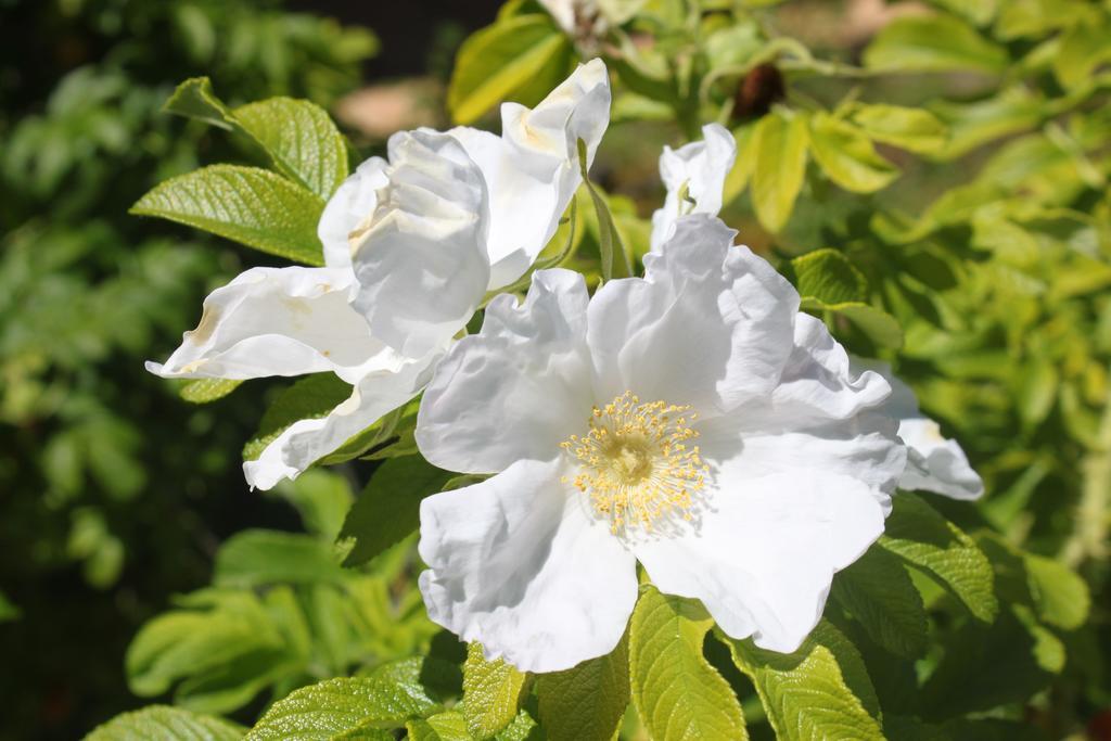Tenuta Lio Maggiore Lido di Jesolo