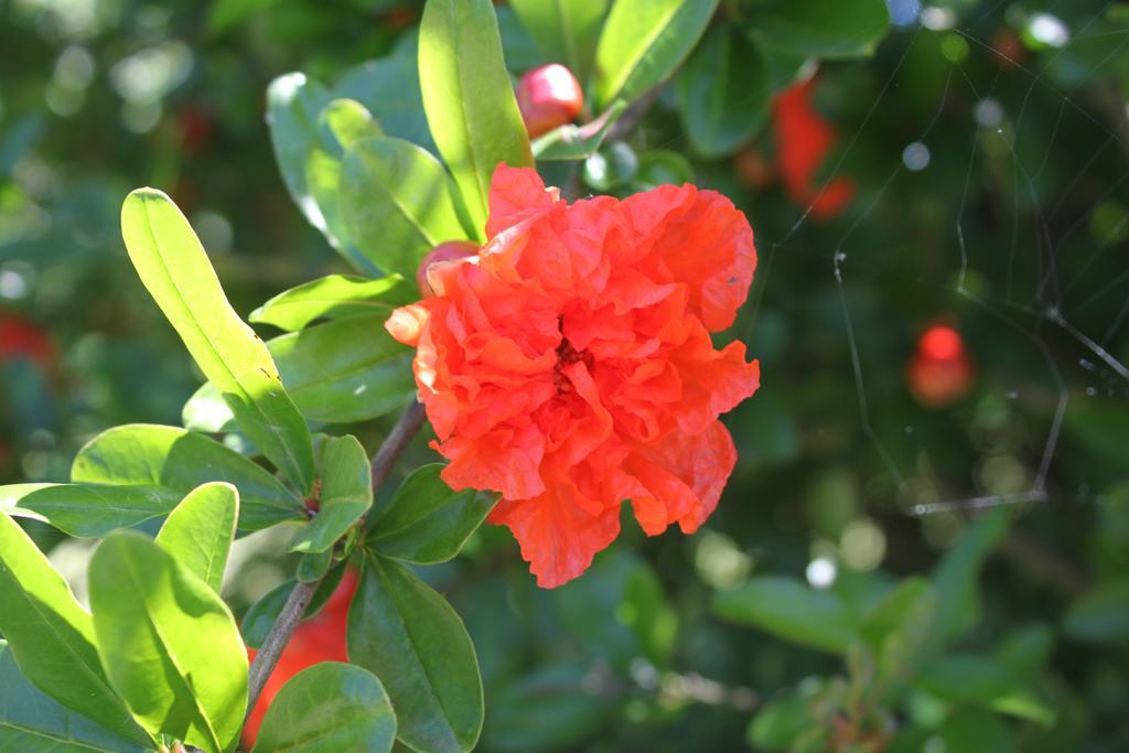 Apartment Tenuta Lio Maggiore